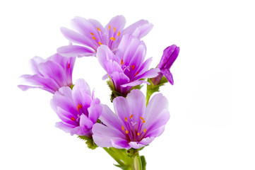 Lewisia
