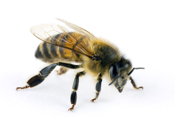 Bee, Apis mellifera, European or Western honey bee, isolated on