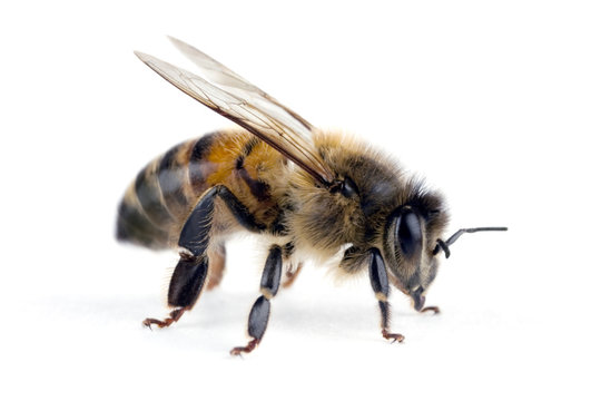 Bee, Apis mellifera, European or Western honey bee, isolated on