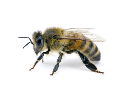 Bee, Apis mellifera, European or Western honey bee, isolated on