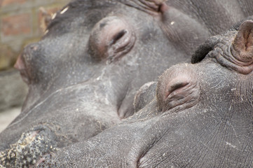 Hippo couple sleeping