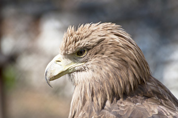 Eagle portrait