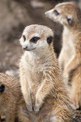 Meerkat