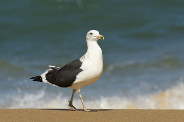 Dominikanermöwe am Strand