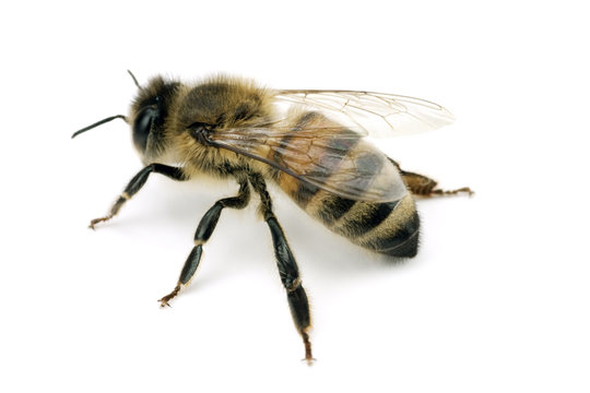 Bee, Apis mellifera, European or Western honey bee