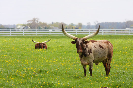 Longhorn Steer