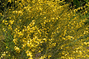 Besenginster - Cytisus scoparius