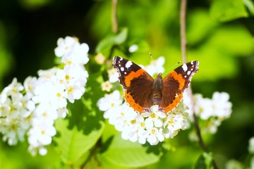 butterfly