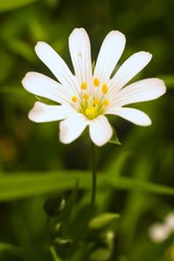 Obraz premium flowers