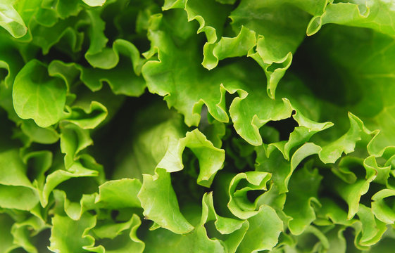 lettuce