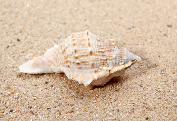 Seashell close-up