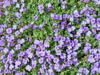 Fototapeta premium Blaukissen - Aubrieta
