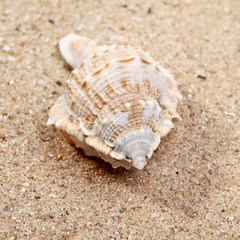 Seashell close-up