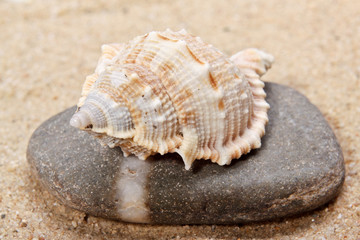 Seashell close-up