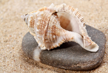 Fototapeta na wymiar Seashell close-up