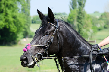 le cheval