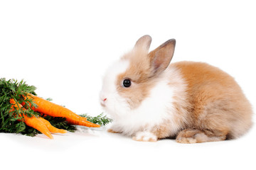 rabbit and carrots