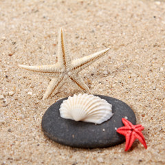 Fototapeta na wymiar starfish on a sand beach