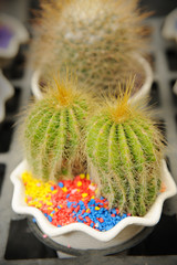 cactus close up, , selective focus