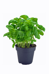 A potted basil herb plant on a white background