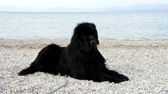 Terranova