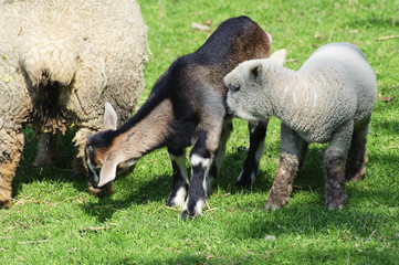 Spring lamb and goat kid grazing together