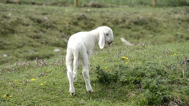 Agnello bianco
