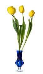 Tulip flowers in a blue glass vase, isolated.