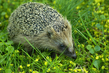 Igel