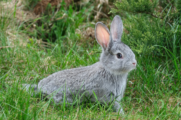 fluffy rabbit on the green grass