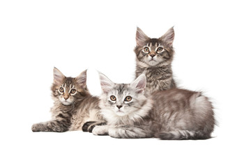Group of three kittens