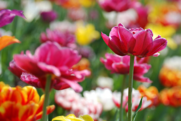 colorful flowers macro in selective focus