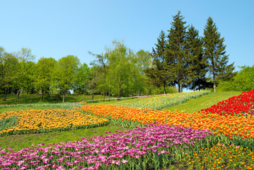 Fototapeta premium colourful flowers in garden