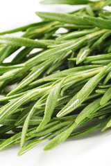 twig of rosemary on background