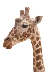 Photo sur Plexiglas Girafe giraffe isolated on white background