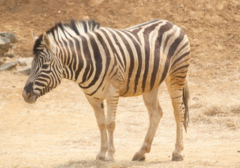 Fototapeta na wymiar zebra on sandy ground