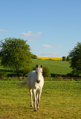 Schimmel auf Koppel im Mai
