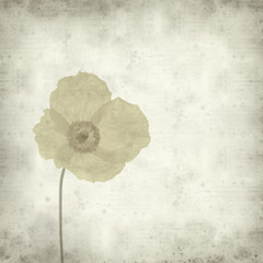 textured old paper background with welsh poppy