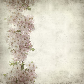 textured old paper background with hawthorn flowers