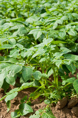 成長途中のじゃがいも