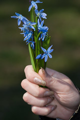 Fototapeta na wymiar Blue spring flowers