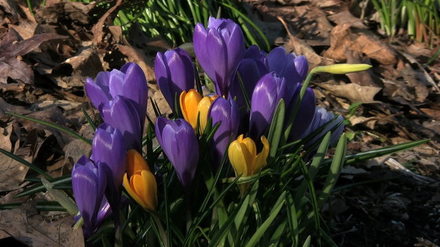 Spring Flowers - Purple and Yellow Crocuses