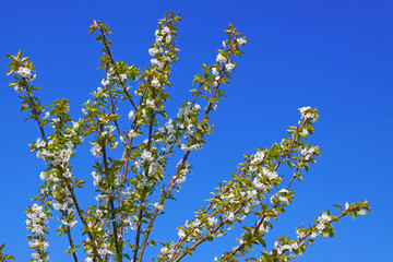 Birnbaum,Frühling