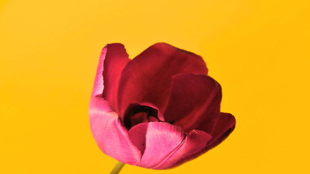 Bloosoming Tulip timelapse