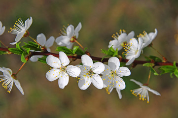 Branch of cherry blossoms