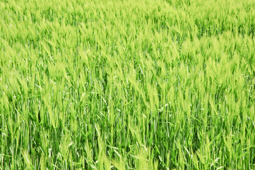 Beautiful Spring Summer image of windy corn field