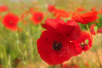 Champ de coquelicots