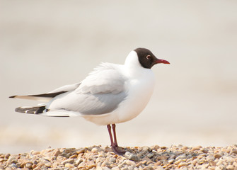 seagull on stones
