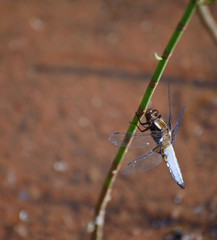 Broad bodied chaser dragonfly libellula depressa