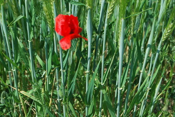 coquelicot